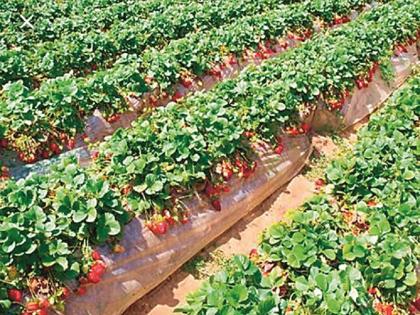 The financial prosperity of the Satara farmer brought out by strawberries | सातारच्या शेतकऱ्याने स्ट्रॉबेरी उत्पादनातून साधली आर्थिक समृद्धी