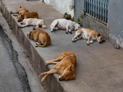 'stray dogs trouble in Mumbai'; A concrete plan is expected after the survey |  ‘भटक्या कुत्र्यांनी’ मुंबईकर हैराण; सर्वेक्षणानंतर ठोस योजना अपेक्षित