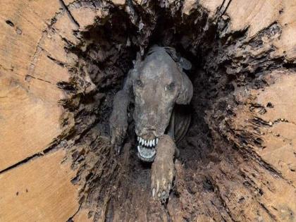 Meet “Stuckie” — The Mummified Dog Who Has Been Stuck In A Tree For Over 50 Years | द 'डॉगममी'; 50 वर्षांनी सापडला झाडात अडकलेल्या कुत्र्याचा मृतदेह