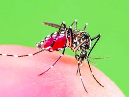 Dengue fever in Nagpur | डेंग्यूसदृश तापाने उपराजधानी फणफणली