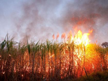 25 acres of sugarcane set fire at Kameri | कामेरी येथे 25 एकरातील ऊस आगीत जाळून खाक