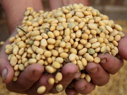 Application 33 thousand, subsidized seeds to only 1500 farmers | अर्ज ३३ हजार, अनुदानित बियाणे फक्त १५०० शेतकऱ्यांना