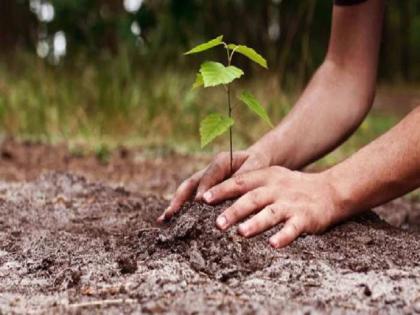 10 thousand plants will be given for free in Mumbai on the occasion of Amrit Mahotsav of Independence | स्वातंत्र्यांच्या अमृत महोत्सवानिमित्त मुंबईत १० हजार झाडांची रोपटी मोफत देणार