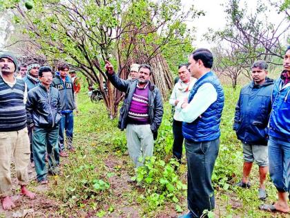 Erratic Rainfall and hailstorm: Damage of crops on 22000 hectares in Nagpur district | अवकाळी पाऊस व गारपिट : नागपूर जिल्ह्यात २२ हजार हेक्टरवरील पिकांचे नुकसान