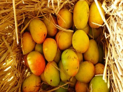 40 per cent less mangoes this year despite record seals; The impact of climate change | विक्रमी मोहर येऊनही यंदा ४० टक्के आंबा कमीच; हवामान बदलाचा फटका 