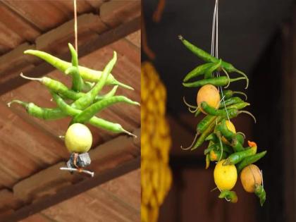 know about What is the scientific reason behind hanging lemon peppers outside the house? | लिंबू मिरची घराबाहेर लटकवण्यामागं काय आहे वैज्ञानिक कारण? जाणून घ्या