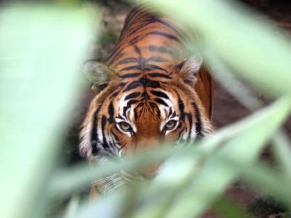 man killed in a tiger attack in chitki forest area of chandrapur dist | जंगलात बांबू तोडायला जाणे जीवावर बेतले, वाघाने झडप घालून केले ठार