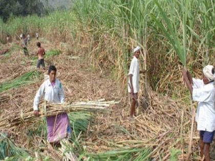 Deception of transporters by lawsuits during peak sugar factory season, Looting of farmers | Satara: गळीत हंगामात मुकादमांकडून वाहतूकदारांना गंडा; टोळ्यांकडून शेतकऱ्यांची लूट; ५२ कोटींचा फटका