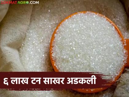 After the central government's export ban, 6 lakh tonnes of sugar became unavailable; who will be affected by this? | केंद्र सरकारच्या निर्यातबंदीनंतर ६ लाख टन साखरेचा झाला वांधा; याचा कुणाला बसणार फटका? After the central government's export ban, 6 lakh tonnes of sugar became unavailable; who will be affected by this? | केंद्र सरकारच्या निर्यातबंदीनंतर ६ लाख टन साखरेचा झाला वांधा; याचा कुणाला बसणार फटका?