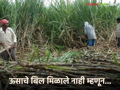 latest news Sugar factory has been paying sugarcane bill for five months, see what the farmer did | Sugarcane Bill : साखर कारखान्याने पाच महिन्यांपासून उसाचे बिल थकवले, शेतकऱ्याने काय केले पहा latest news Sugar factory has been paying sugarcane bill for five months, see what the farmer did | Sugarcane Bill : साखर कारखान्याने पाच महिन्यांपासून उसाचे बिल थकवले, शेतकऱ्याने काय केले पहा