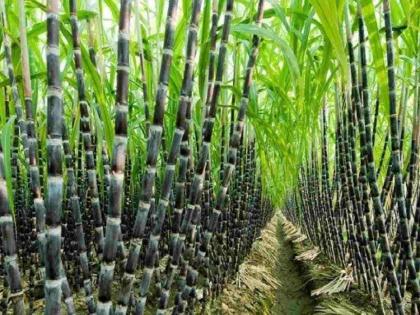 Shocking: 843 women had their wombs removed before going to sugarcane harvesting; 3,415 women suffered from anemia | धक्कादायक: ऊसतोडीला जाण्यापूर्वी ८४३ महिलांची काढली गर्भपिशवी; ३,४१५ महिलांना रक्तक्षय Shocking: 843 women had their wombs removed before going to sugarcane harvesting; 3,415 women suffered from anemia | धक्कादायक: ऊसतोडीला जाण्यापूर्वी ८४३ महिलांची काढली गर्भपिशवी; ३,४१५ महिलांना रक्तक्षय
