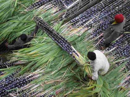 16 hours of 'work' like animals and a 'price' of Rs 300-400; A couple cuts as much as 2 tonnes of sugarcane in a day | १६ तास जनावरांसारखं 'काम' अन् ३००-४०० रुपये 'दाम'; दिवसभरात एक जोडपे तोडते तब्बल २ टन ऊस 16 hours of 'work' like animals and a 'price' of Rs 300-400; A couple cuts as much as 2 tonnes of sugarcane in a day | १६ तास जनावरांसारखं 'काम' अन् ३००-४०० रुपये 'दाम'; दिवसभरात एक जोडपे तोडते तब्बल २ टन ऊस