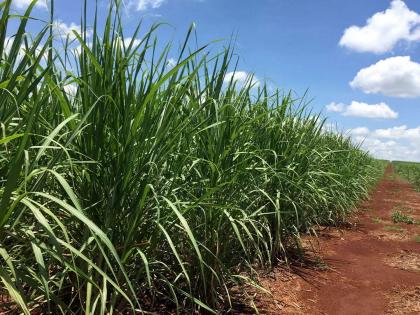 Sugarcane cultivation in Nanded, Hingoli, Parbhani, Latur districts decreased by 15 percent | नांदेड, हिंगोली, परभणी, लातूर जिल्ह्यात ऊस लागवड १५ टक्क्यांनी घटली