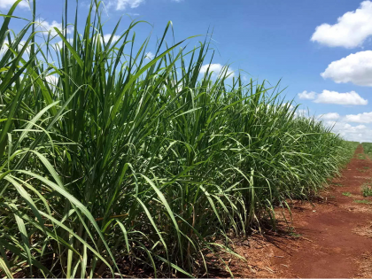 Opposition to giving water, but 1.2 lakh tonnes of sugarcane goes from Marathwada to the factory in Ahmednagar | पाणी देण्यास विरोध पण ऊस हवा, मराठवाड्यातून १२ लाख टन ऊस अहमदनगरमधील कारखान्यात