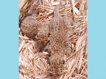 Leopard cubs found in sugarcane fields, panic among sugarcane workers | Pune: उसाच्या शेतात आढळली बिबट्याची पिल्ले, ऊसतोडणी कामगारांमध्ये भीतीचे वातावरण