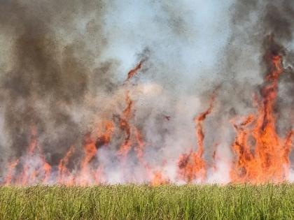 Five acres of sugarcane burnt due to short circuit in Vadgaon Rasait | Pune: वडगाव रासाईत शॉर्टसर्किटमुळे पाच एकर ऊस जळून खाक