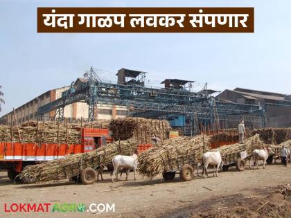 Sugarcane crushing of about 70 percent of the factories in the state has been completed; how many more days will the crushing continue? | राज्यातील सुमारे ७० टक्के कारखान्यांचे ऊस गाळप पूर्ण; अजून किती दिवस सुरु राहणार गाळप? Sugarcane crushing of about 70 percent of the factories in the state has been completed; how many more days will the crushing continue? | राज्यातील सुमारे ७० टक्के कारखान्यांचे ऊस गाळप पूर्ण; अजून किती दिवस सुरु राहणार गाळप?