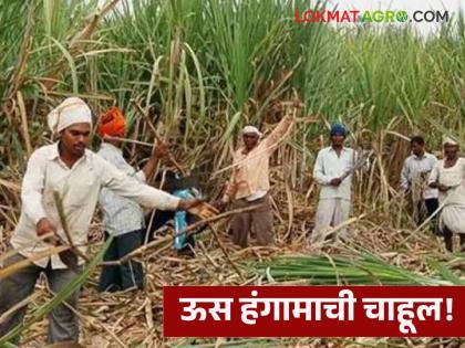latest news Sugarcane Crushing Season : Boiler caught fire... Sugarcane farmers are ready! Crushing season will be early this year | Sugarcane Crushing Season : बॉयलर पेटले... ऊस शेतकरी सज्ज! यंदा गळीत हंगाम लवकर latest news Sugarcane Crushing Season : Boiler caught fire... Sugarcane farmers are ready! Crushing season will be early this year | Sugarcane Crushing Season : बॉयलर पेटले... ऊस शेतकरी सज्ज! यंदा गळीत हंगाम लवकर