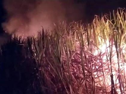 The sugarcane crop that has been cultivated all year is burnt in front of the eyes; Woman farmer dies of heart attack | सालभर जोपासलेला ऊस डोळ्यासमोर आगीत खाक;खचलेल्या महिला शेतकऱ्याचा हार्ट अटॅकने मृत्यू