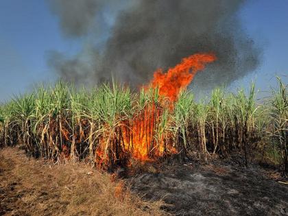 The fire destroyed four acres of sugarcane | आगीमुळे चार एकर उस खाक