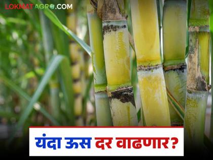 Which state pays the highest price for sugarcane in the country? What will be the price in Maharashtra this season? | देशात उसाला सर्वाधिक दर देणारे राज्य कोणते? यंदाच्या हंगामात महाराष्ट्रात किती मिळेल दर? Which state pays the highest price for sugarcane in the country? What will be the price in Maharashtra this season? | देशात उसाला सर्वाधिक दर देणारे राज्य कोणते? यंदाच्या हंगामात महाराष्ट्रात किती मिळेल दर?