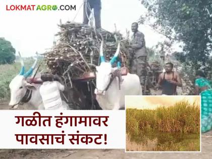 latest news Sugarcane Crushing Season: Sugarcane stuck in the field due to non-return; Farmers, workers and factory owners are all worried | Sugarcane Crushing Season : वापसा न झाल्याने ऊस शेतात अडकला; शेतकरी, कामगार आणि कारखानदार तिघेही चिंतेत latest news Sugarcane Crushing Season: Sugarcane stuck in the field due to non-return; Farmers, workers and factory owners are all worried | Sugarcane Crushing Season : वापसा न झाल्याने ऊस शेतात अडकला; शेतकरी, कामगार आणि कारखानदार तिघेही चिंतेत