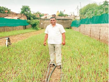 With 100 percent of the families of sugarcane growers, self-sufficient | ऊस ‘रोपवाटिका’द्वारे १०० कुटुंबे झाली स्वयंपूर्ण