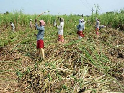 In Kolhapur sugarcane fields even when children showed attendance at beed; Suo moto Petition on Lokmat's news | कोल्हापूरमध्ये ऊसाच्या फडात मुले असतानाही दाखवली बीडमध्ये हजेरी; सुमोटो याचिका दाखल