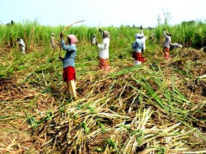 In the name of temporary hostel, 1839 children from Beed dropped out of school and went to sugarcane fields in Kolhapur | हंगामी वसतिगृह नावालाच, बीडमधील १८३९ मुले शाळा सोडून कोल्हापूरमध्ये उसाच्या फडात