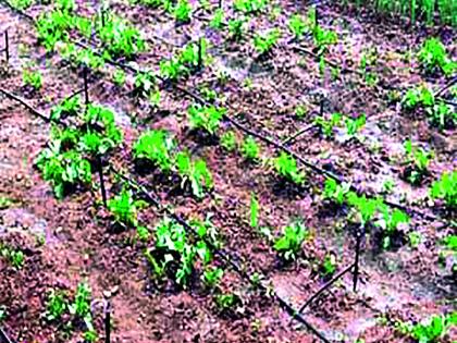 Delay in funding of state government in micro irrigation scheme | सूक्ष्म सिंचन योजनेत राज्य शासनाच्या निधीला विलंब!