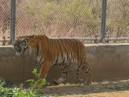 Four-year-old sultan tiger from Vidarbha will leave for Mumbai! | विदर्भातील 'सुलतान'ची मुंबईला होणार रवानगी!