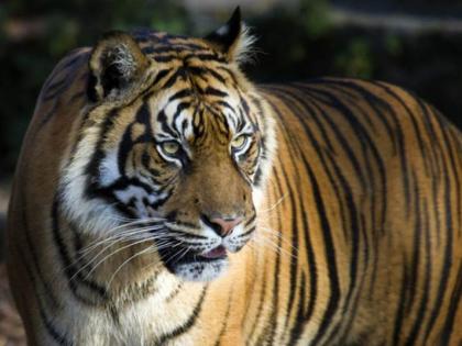 Beware, tiger hunting has increased in Vidarbha; Use of poisoning | सावधान, विदर्भात वाघांची शिकार वाढली; विषप्रयोगाचा वापर