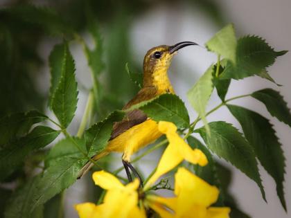 Do birds like to play in your yard? So plant 'these' trees ... | पक्षी तुमच्या अंगणात खेळावेसे वाटतात का ? तर मग 'ही' झाडे लावा... 