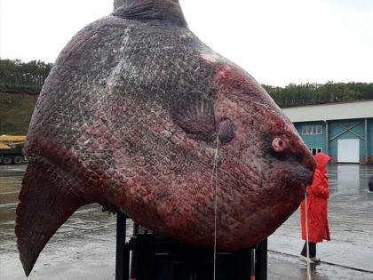 Viral fish found in the sea of ​​Russia, photos on social media, viral | रशियाच्या समुद्रात सापडला महाकाय मासा, सोशल मीडियावर फोटो होतायेत व्हायरल