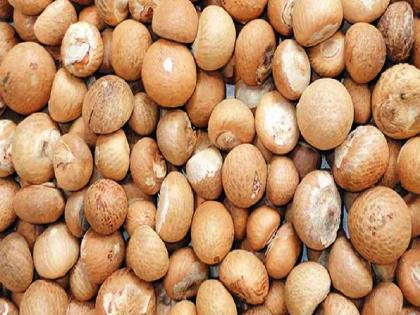 betel nut smuggling connection exposed, four from Amravati on ED's radar | सुपारी तस्करीचे अमरावती कनेक्शन; चार जण ईडीच्या रडारवर