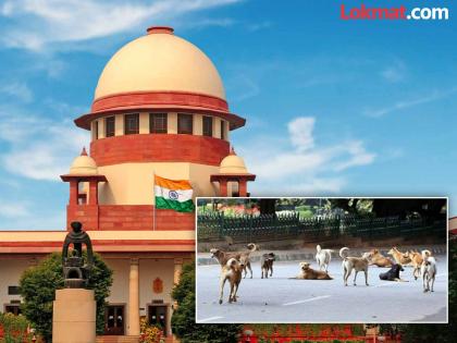 The dogs of Delhi NCR got a big relief from the Supreme Court captured dogs will be released after sterilization | SC on Stray Dogs: श्वानांना सार्वजनिक ठिकाणी खायला घालण्यास बंदी; पकडण्यापासून रोखल्यास २ लाखांचा दंड; सुप्रीम कोर्टाचा निर्णय The dogs of Delhi NCR got a big relief from the Supreme Court captured dogs will be released after sterilization | SC on Stray Dogs: श्वानांना सार्वजनिक ठिकाणी खायला घालण्यास बंदी; पकडण्यापासून रोखल्यास २ लाखांचा दंड; सुप्रीम कोर्टाचा निर्णय