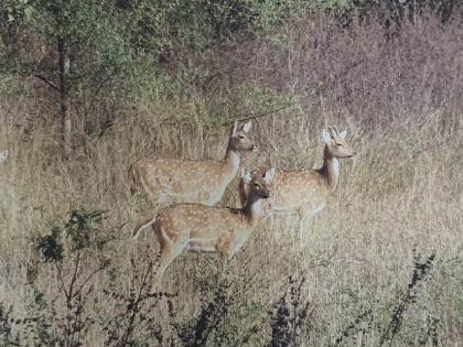 Counting of Leopards, Deer, Monkeys in Sanjay Gandhi National Park with Yeur! | येऊरसह संजय गांधी राष्ट्रीय उद्यानातील बिबटे, हरीण, माकडांची आजरात्री गणना!