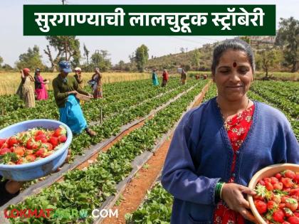 Latest News Farmers in Surgana earn Rs 1 to 2 lakh per acre from strawberry farming | भात, नागलीची जागा स्ट्राॅबेरीने घेतली, सुरगाण्यातील शेतकऱ्यांना आता एकरी दीड ते दोन लाखांचं उत्पन्न Latest News Farmers in Surgana earn Rs 1 to 2 lakh per acre from strawberry farming | भात, नागलीची जागा स्ट्राॅबेरीने घेतली, सुरगाण्यातील शेतकऱ्यांना आता एकरी दीड ते दोन लाखांचं उत्पन्न