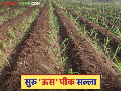 सुरु उसात अधिक उत्पादन मिळविण्यासाठी महत्वाच्या सात टिप्स; वाचा सविस्तर