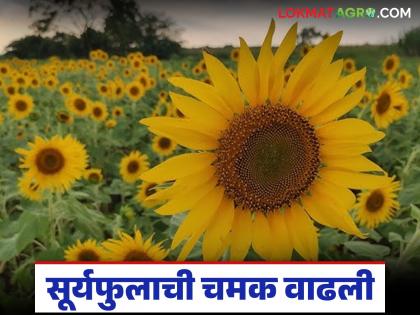 Sunflower's market increased, price doubled due to jio ploitics reasons, what is the price being paid? | सूर्यफुलाची चमक वाढली, 'या' कारणांमुळे दरामध्ये दुपटीने वाढ, काय मिळतोय दर Sunflower's market increased, price doubled due to jio ploitics reasons, what is the price being paid? | सूर्यफुलाची चमक वाढली, 'या' कारणांमुळे दरामध्ये दुपटीने वाढ, काय मिळतोय दर