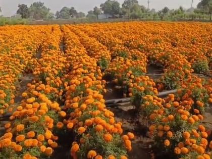 marigold farm flourished by a highly educated youth is ideal a step towards independence | उच्चशिक्षित तरुणाने फुलवलेली झेंडूची शेती ठरतेय आदर्श; स्वावलंबनाकडे पाऊल