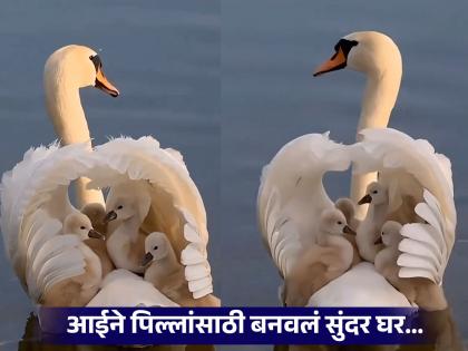 VIDEO : Swan makes wonderful house for her kids by spreading her wings | हंसाने पिल्लांसाठी पाण्यात बनवलं पंखांचं सुंदर घर, २ कोटींपेक्षा जास्त लोकांनी पाहिला व्हिडीओ