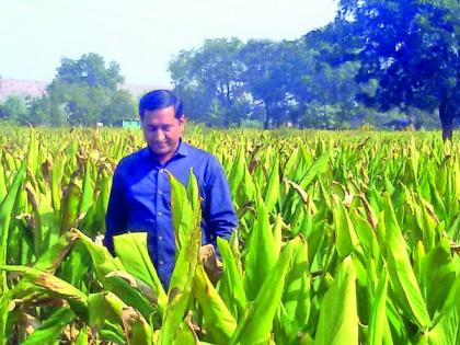 Organic turmeric produced by a highly educated youth | शिर्ला येथील उच्चविद्याविभूषित युवकाने उत्पादित केली सेंद्रिय हळद