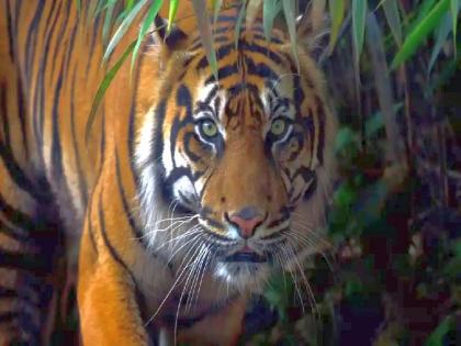 Intrusion of an attacking tiger in the Majri area of Chandrapur; Citizens in terror | माजरी परिसरात हल्लेखोर वाघाची पुन्हा घुसखोरी; नागरिक दहशतीत