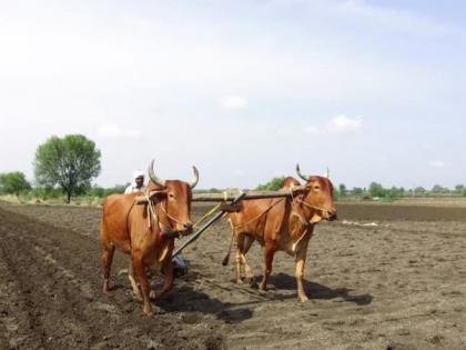 Washim: Sown seeds did not germinate! | वाशिम: पेरलेले बियाणे उगवलेच नाही !