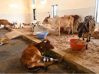 Goa Dairy's animal feed project closed for now; Farmers are upset | गोवा डेअरीचा पशुखाद्य प्रकल्प तूर्तास बंद; शेतकरी नाराज 