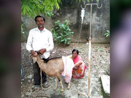 Fetus growth in the skin cavity near the breast of a goat, a rare phenomenon in medical science | आश्चर्य.. शेळीच्या स्तनाजवळील कातडीच्या पोकळीत गर्भाची वाढ; वैद्यकीय शास्त्रातील दुर्मिळ घटना