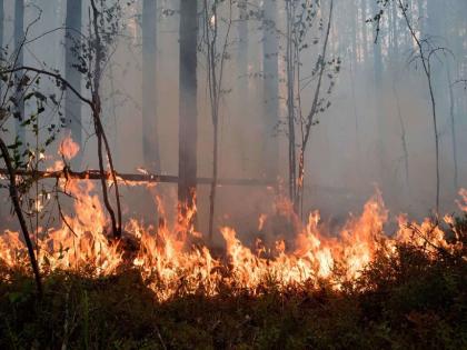 Two and a half times increase in forest fires; 3.45 lakh wildfires in 2020-21 | जंगलात लागलेल्या अग्निकांडात अडीचपट वाढ; २०२०-२१ साली ३.४५ लाख वणवे