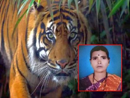 A tiger killed a woman; Two attacks in two days, citizens in fear | वाघाने घेतला महिलेचा बळी; दोन दिवसात दोन हल्ले, नागरिक दहशतीत