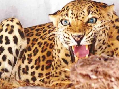 The slain leopard was a full-grown male; The search for a cannibal continues | ठार झालेला बिबट्या होता पूर्ण वाढ झालेला नर; नरभक्षक का झाला य़ाचा शोध सुरू